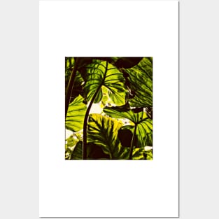 Nature tree Posters and Art